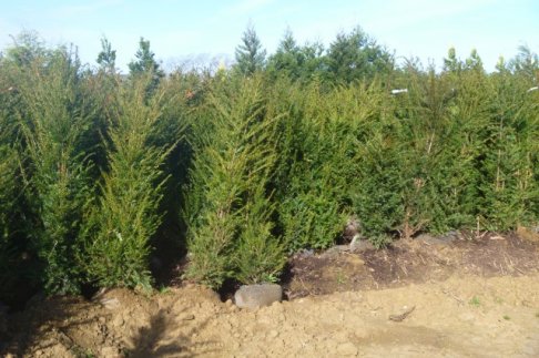 Stockverkoop Taxus - 2