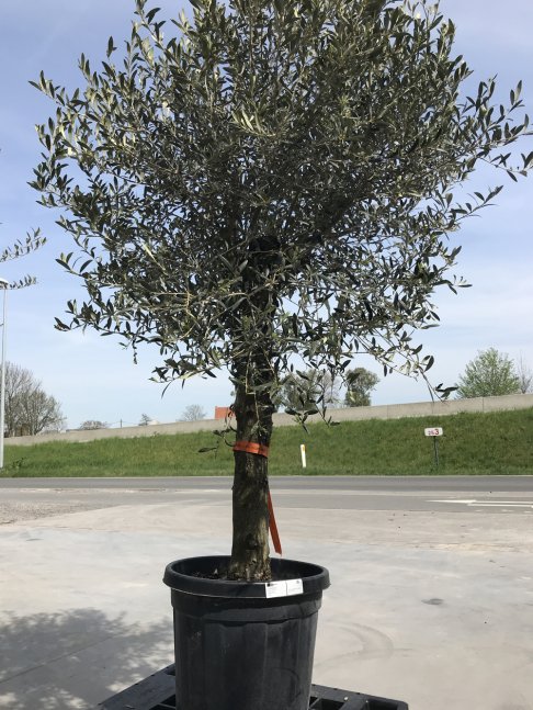 Stockverkoop olijfbomen -  moederdag actie: Olijfboom met stamomtrek van 30 à 35 cm à 129 euro*! - 3