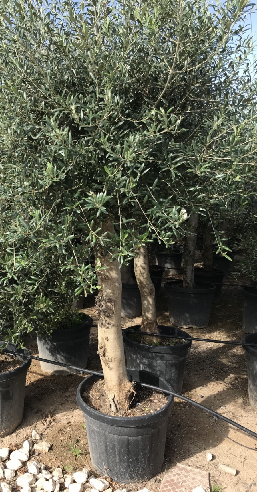 Stockverkoop olijfbomen - moederdag actie: Olijfboom met stamomtrek van 30 à 35 cm à 129 euro*! - 2