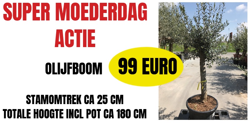 Stockverkoop olijfbomen - Moederdag actie - Olijfboom à 99 euro