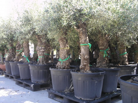 Superstockverkoop van  olijfbomen met kurkstam 