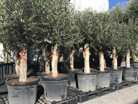 Stockverkoop olijfbomen -  moederdag actie: Olijfboom met stamomtrek van 30 à 35 cm à 129 euro*!