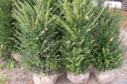 Stockverkoop Taxus