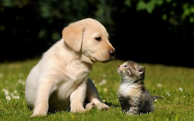 Stockverkoop honden- en kattenspullen