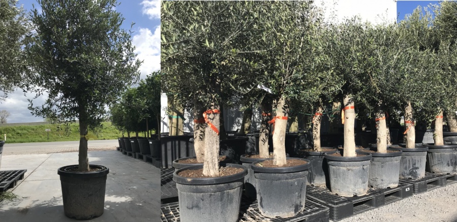 Stockverkoop olijfbomen - moederdag actie: Olijfboom met stamomtrek van 30 à 35 cm à 129 euro*! - 3