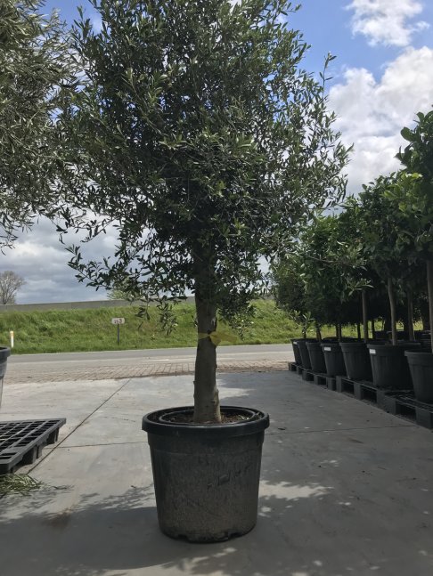 Stockverkoop olijfbomen -  moederdag actie: Olijfboom met stamomtrek van 30 à 35 cm à 129 euro*! - 2