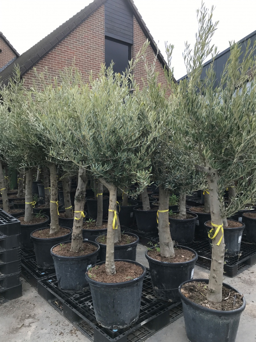 Stockverkoop olijfbomen - Moederdag actie - Olijfboom à 99 euro - 5