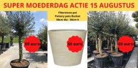 Stockverkoop olijfbomen - Moederdag actie - Olijfboom à 69 euro - 4 stuks à 199 euro