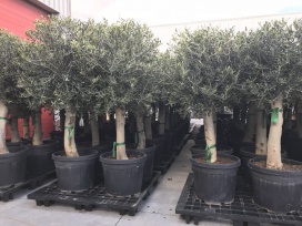 Stockverkoop olijfbomen - moederdag actie: Olijfboom met stamomtrek van 30 à 35 cm à 129 euro!