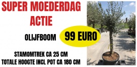 Stockverkoop olijfbomen - Moederdag actie - Olijfboom à 99 euro